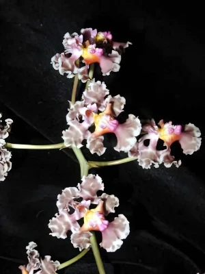 Bild von Oncidium carthagenense 1